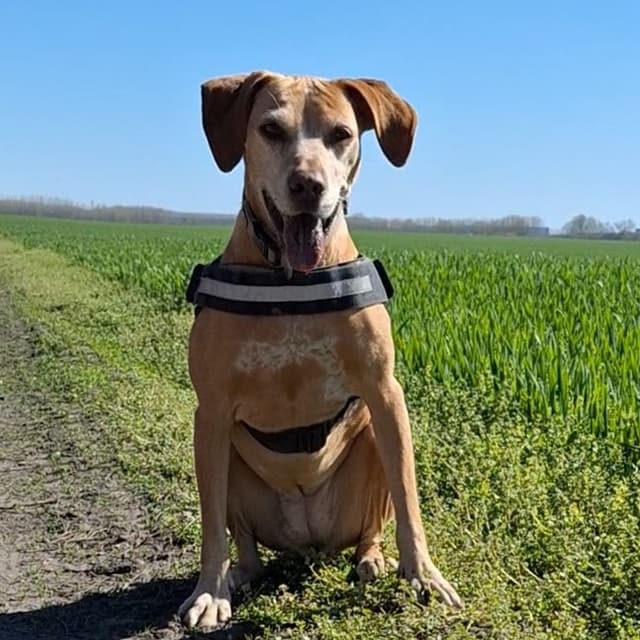 Bodza